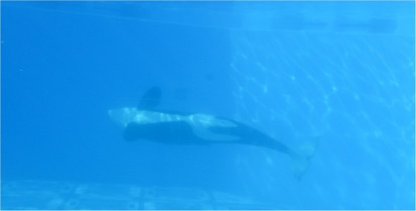 Dolphin 2 Dolphin 2