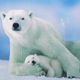twobears