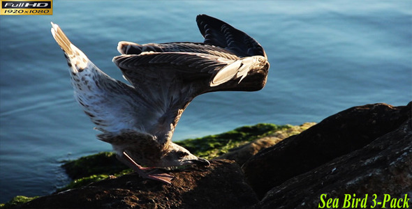 Sea Bird Sea Bird