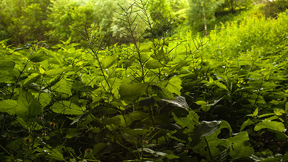 Forest Grass Forest Grass