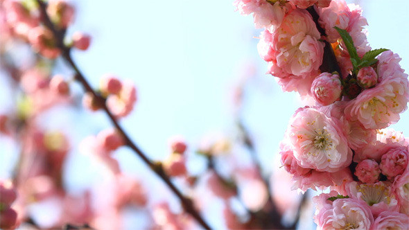 Blossom Sakura and Singing Nightingale Blossom Sakura and Singing Nightingale