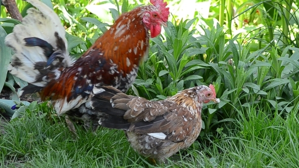 A Rooster and a Hen Peck Food 06 A Rooster and a Hen Peck Food 06