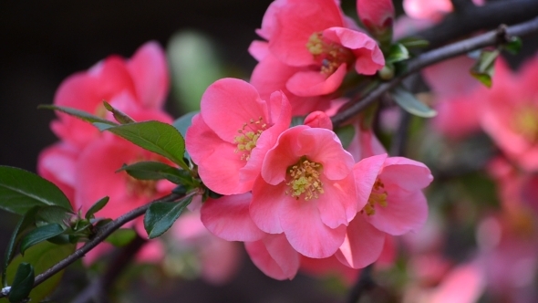 Pink Flowers of Japanese Quince 01 Pink Flowers of Japanese Quince 01