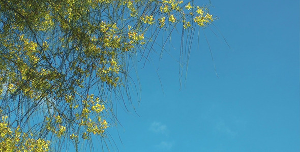 Flowers and Blue Sky Flowers and Blue Sky
