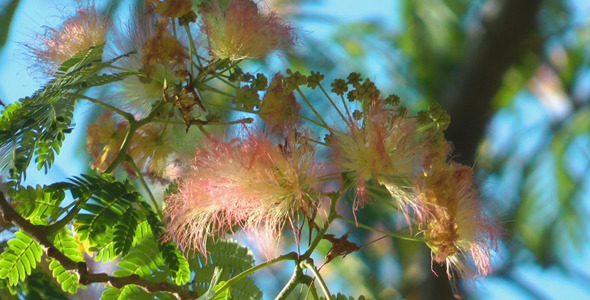 Pink Flowers 1 Pink Flowers 1