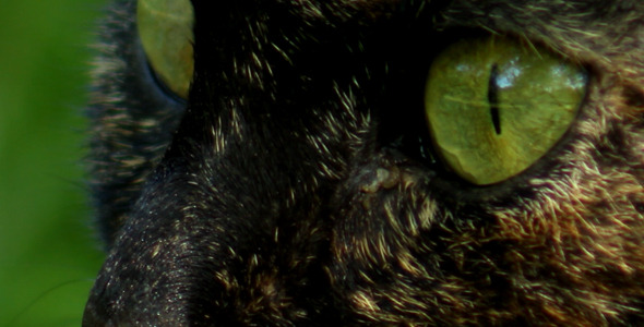 Black Cat Eyes Black Cat Eyes