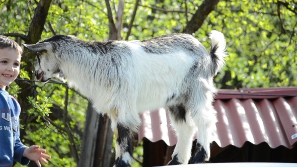 Little Boy Playing with his Friend Goat 03 Little Boy Playing with his Friend Goat 03