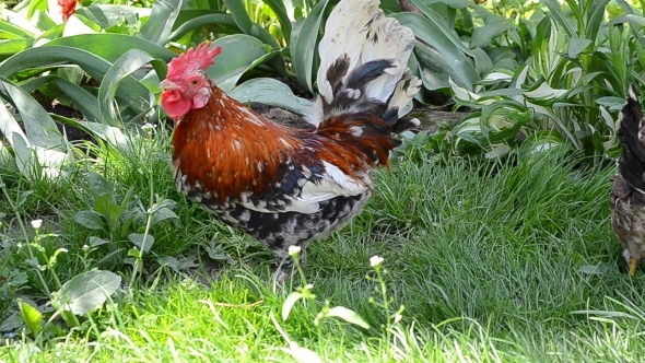 A Rooster and a Hen Peck Food 02 A Rooster and a Hen Peck Food 02