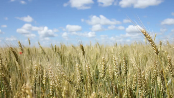 Field Corn Field Corn