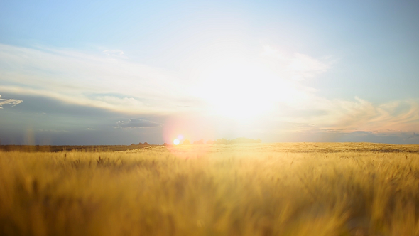 Sunset Field Sunset Field