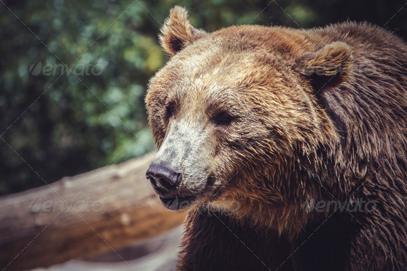 brown bear, majestic and powerful animal