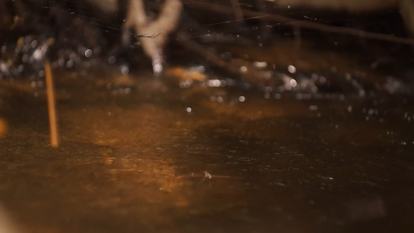 Water Spider And Cobweb Water Spider And Cobweb