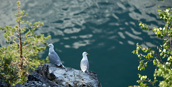 Two Gulls on Rock Two Gulls on Rock