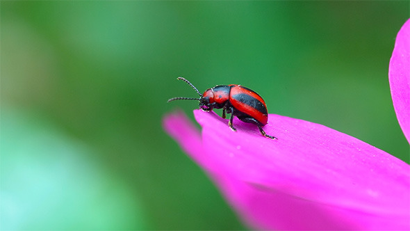 Tiny Beetle Tiny Beetle