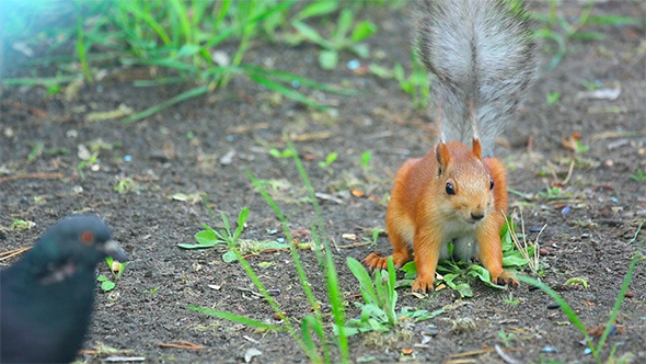 Squirrel Squirrel