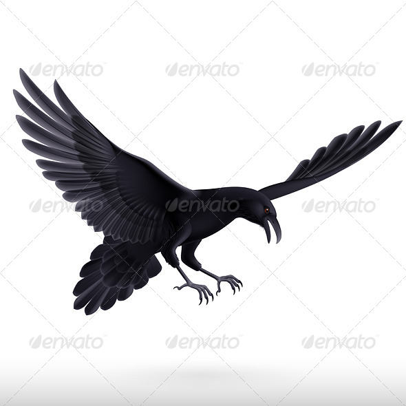 Raven on White Background Raven on White Background