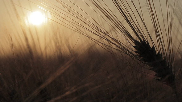 Ear Of Wheat With Sunset Ear Of Wheat With Sunset
