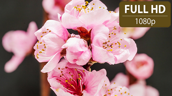Peach Flower 2 Peach Flower 2