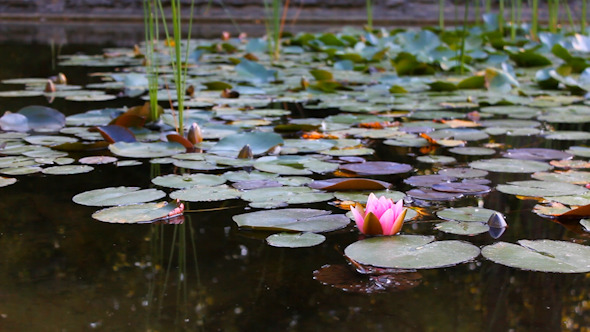 Water Lily Water Lily