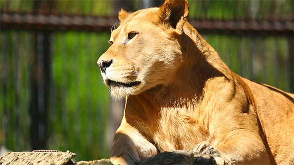 Lioness Lioness