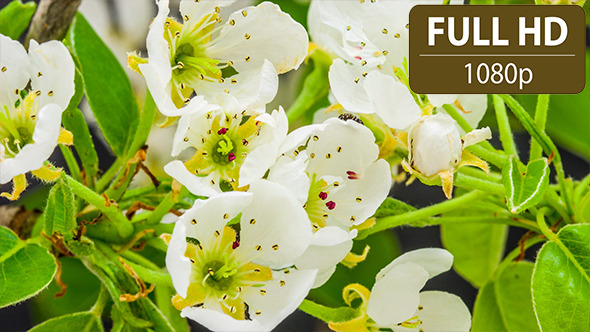 Pear Flower 2 Pear Flower 2