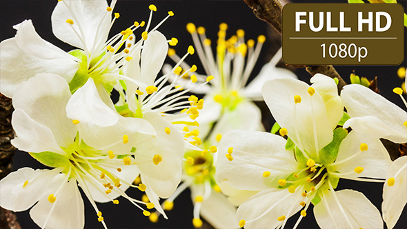 Plum Flower Plum Flower