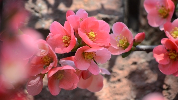 Pink Flowers of Japanese Quince 02 Pink Flowers of Japanese Quince 02