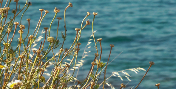 Dry Plant and the Sea Dry Plant and the Sea