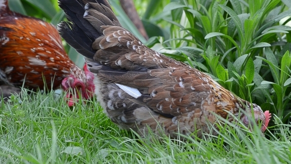 A Rooster and a Hen Peck Food 06 A Rooster and a Hen Peck Food 06
