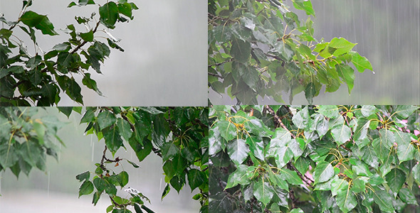 Rain 05 Rain 05