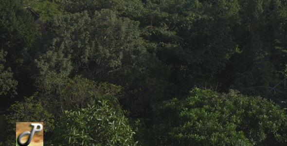 Top Of Trees Top Of Trees