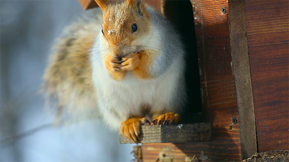 Squirrel Squirrel