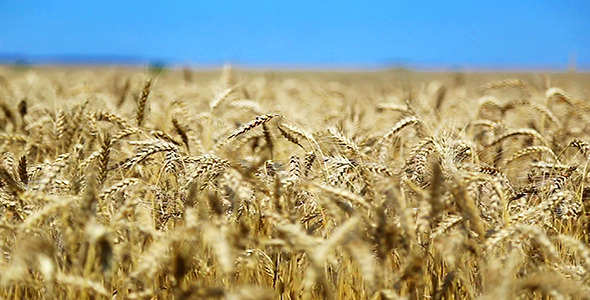 Wheat Field Wheat Field
