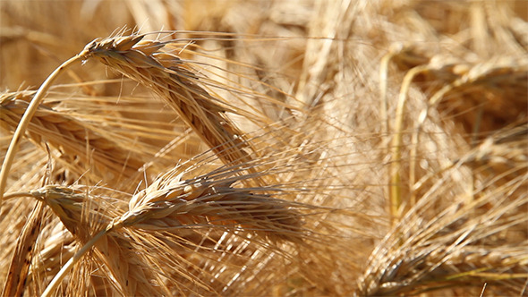 Ears Of Wheat Ears Of Wheat