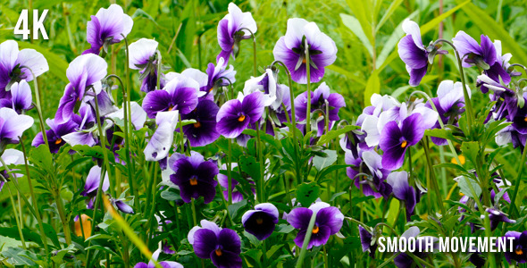 Violet Flowers Violet Flowers