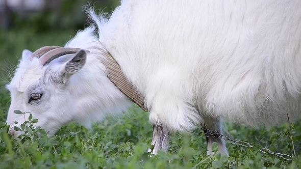 Goat Grazing 01 Goat Grazing 01