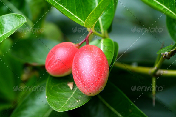Fresh Super fruit (Carissa carandas Linn.) on tree.