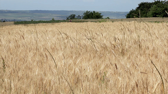 Beautiful Wheat Field In Summer Beautiful Wheat Field In Summer