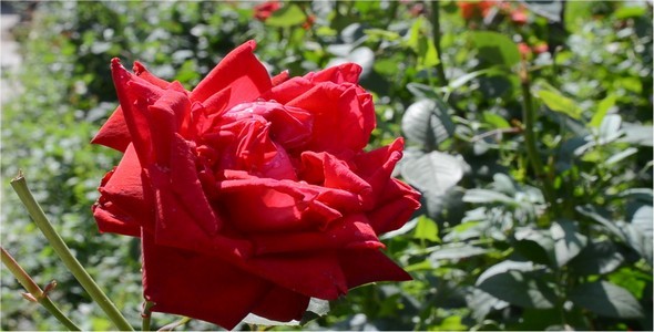 Roses Roses