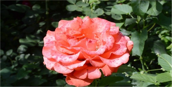 Roses 4 Roses 4