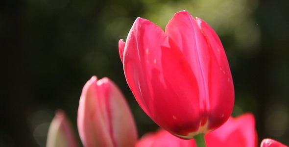 Tulip 2 Tulip 2