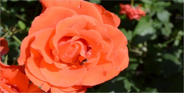 Roses 18 Roses 18