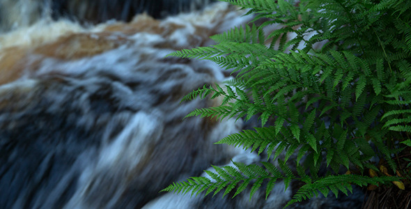 Waterfall in the Forest Waterfall in the Forest
