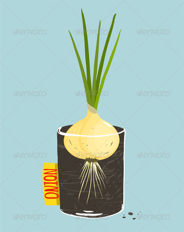 GraphicRiver Growing Onion with Green Leafy Top in Container 8085194 GraphicRiver Growing Onion with Green Leafy Top in Container 8085194