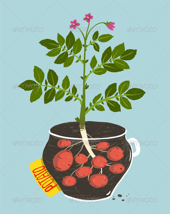 GraphicRiver Growing Potato with Green Leafy Top in Pot 8085203 GraphicRiver Growing Potato with Green Leafy Top in Pot 8085203