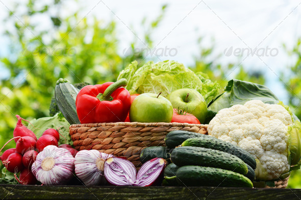 Fresh organic vegetables in wicker basket in the garden (Misc) Photo Download