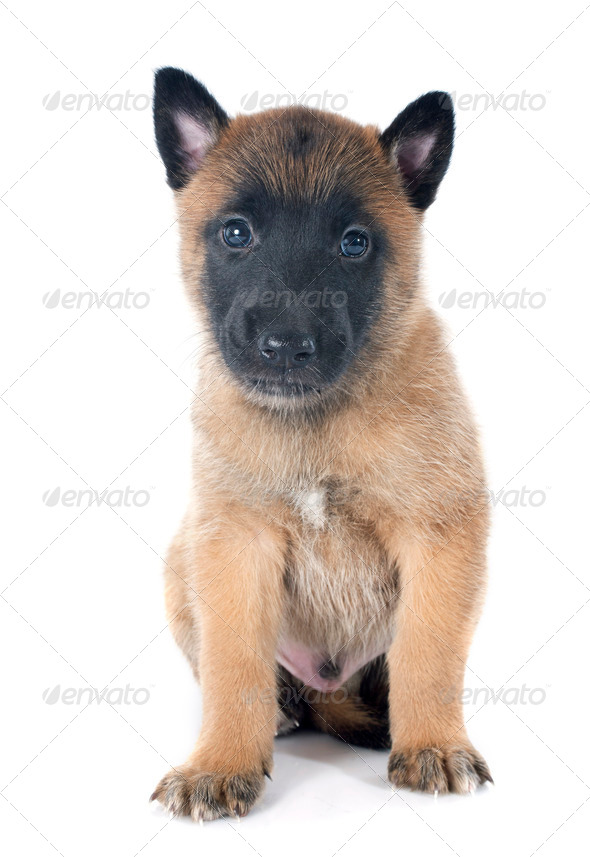 puppy malinois (Misc) Photo Download