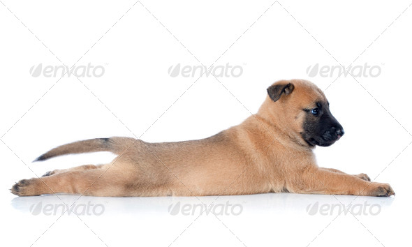 puppy malinois (Misc) Photo Download