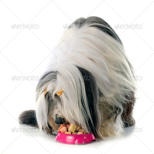 eating bearded collie (Misc) Photo Download