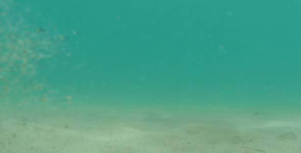 The Bottom Of The Sea The Bottom Of The Sea